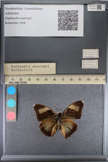 Media type: image;   Entomology 194884